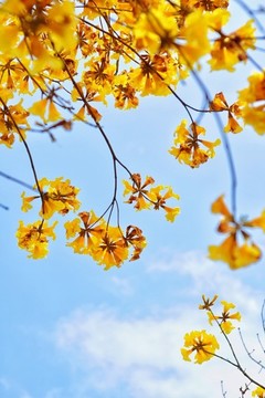 黃花風鈴木