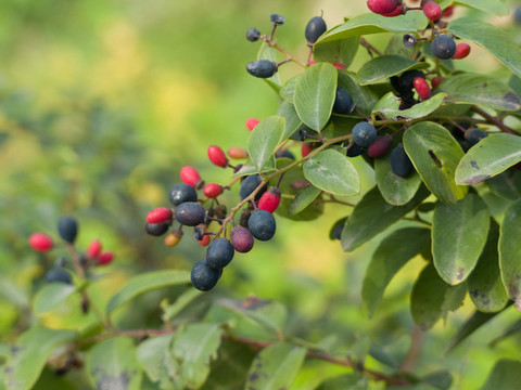 鼠李科植物多花勾兒茶果實(shí)