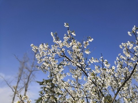 櫻花盛開