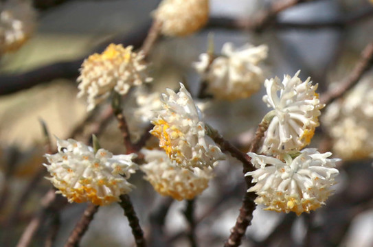 結(jié)香華綻放