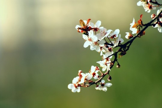 紅葉李