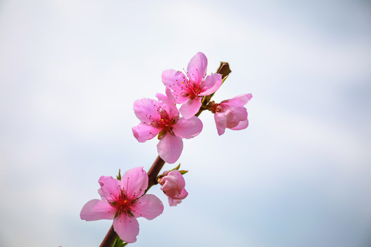 桃花1