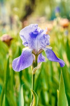 鳶尾花
