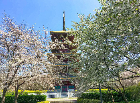 武漢東湖櫻花園