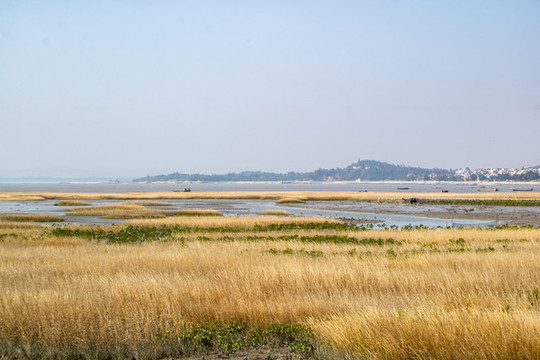 中國(guó)福建惠安白鷺灣蘆葦風(fēng)景