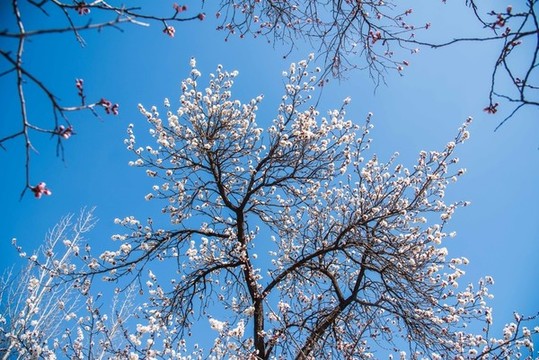 春分時(shí)節(jié)杏花爛漫