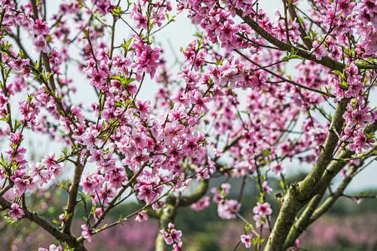 桃花盛開(kāi)