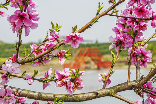 桃花盛開(kāi)