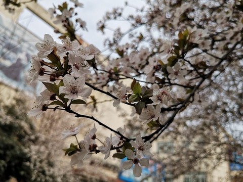 櫻花