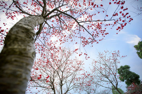 華農(nóng)櫻花季