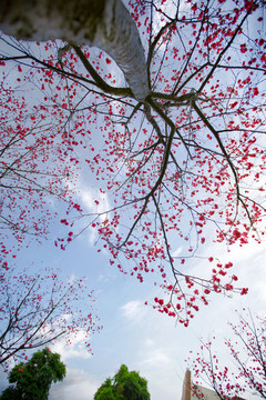 華農(nóng)櫻花季