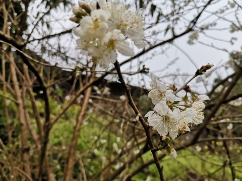 櫻花