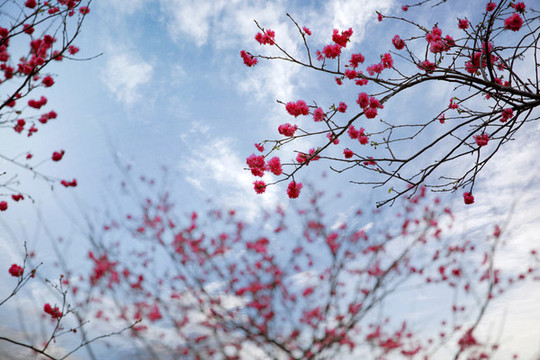 華農(nóng)櫻花季