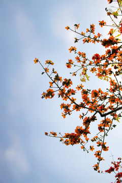 紅棉禮贊