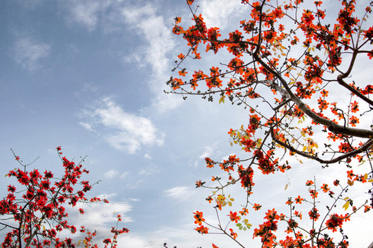 紅棉禮贊