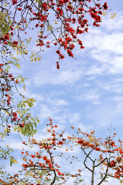 紅棉禮贊