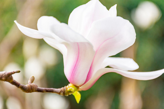 玉蘭花