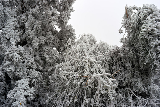 雪松冰掛