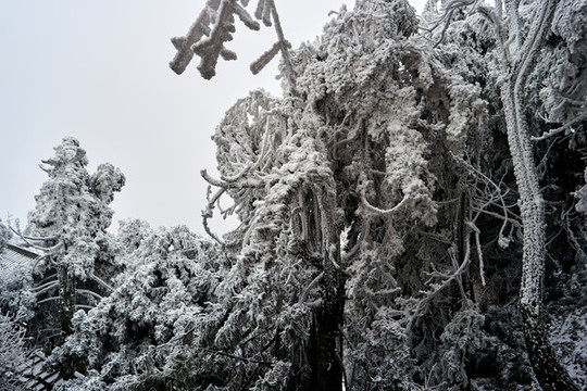 雪松冰掛