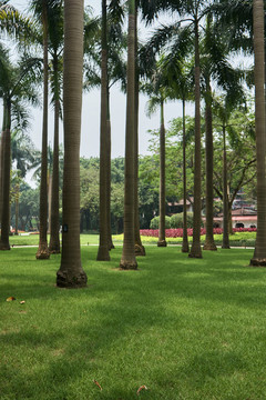 公園樹林休閑生活