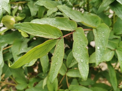 牡丹花