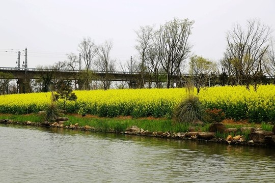 春季花卉