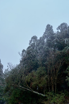 霧松