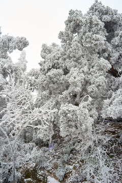 雪松冰掛