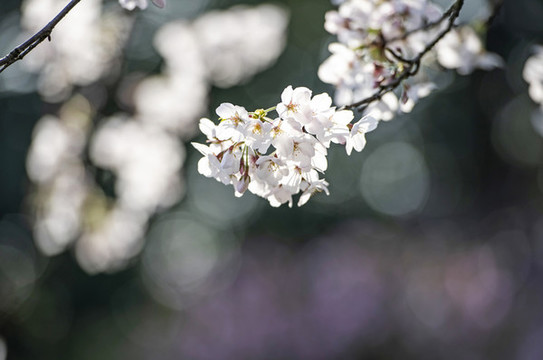 櫻花盛開