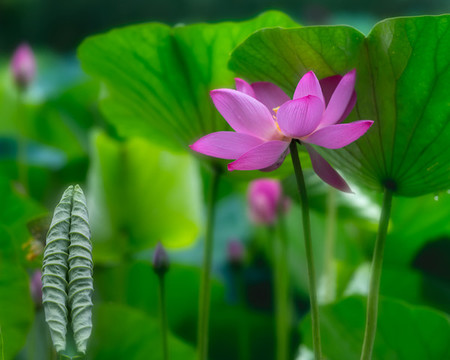 荷花