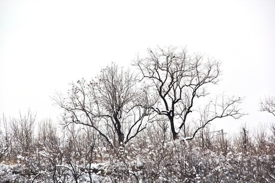 雪下相依的兩棵樹