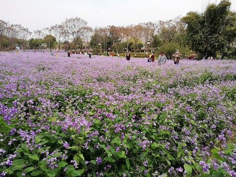 諸葛菜