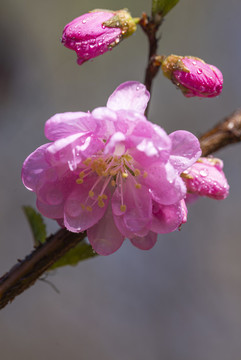 櫻花