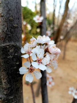 紅葉李花