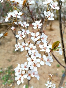 紫葉李花