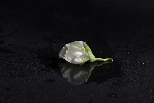 豌豆花