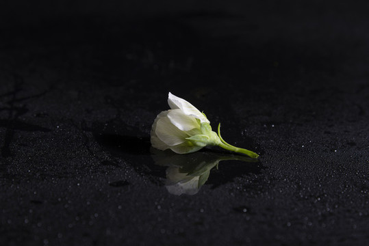 白色豌豆花
