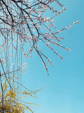 杏花