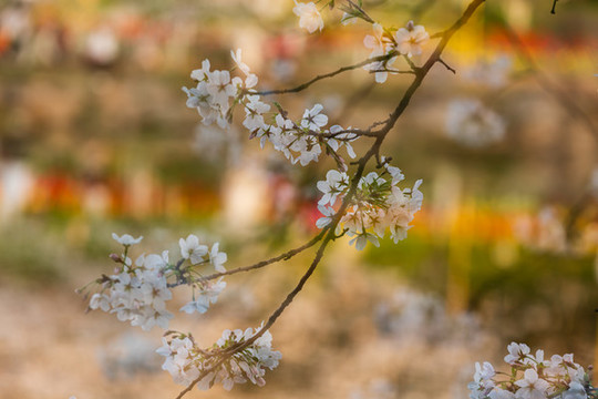 櫻花