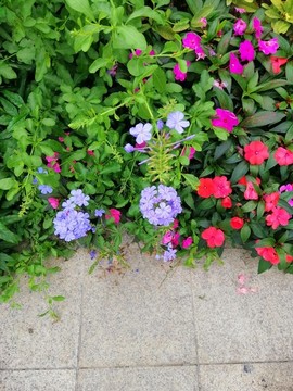 藍雪花