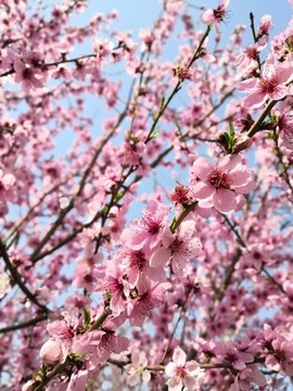 桃花盛開
