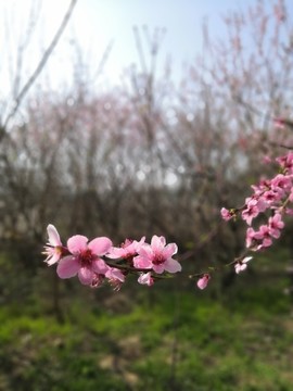 桃花開