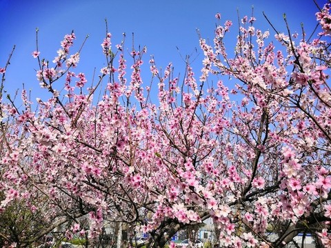 桃花盛開