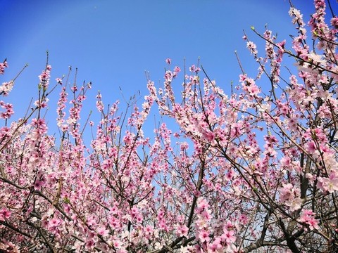 桃花盛開(kāi)