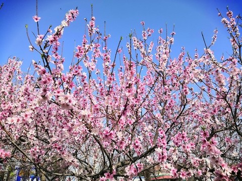 桃花開