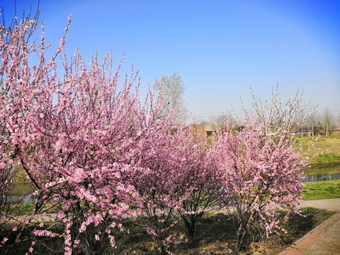 櫻花盛開