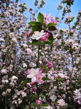 櫻花盛開