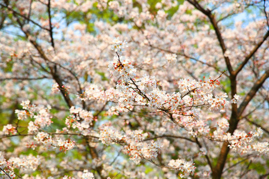 櫻花