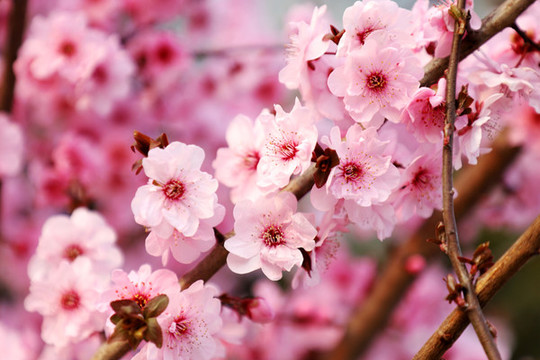 春暖花開