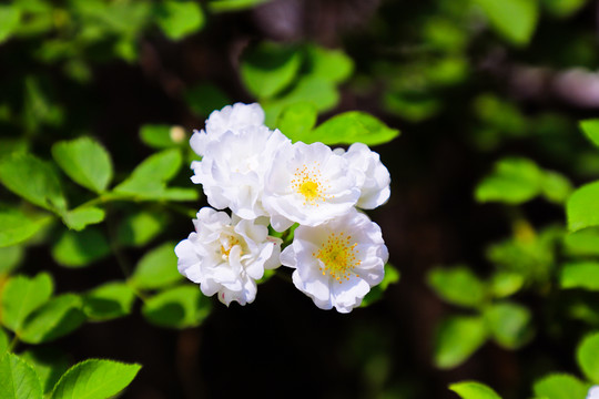 薔薇花開